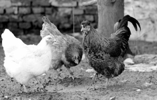 90版本母鸡,合理化决策评审-特供版_v4.870